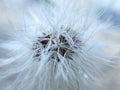 Super macro close up of white dandelion flower Royalty Free Stock Photo