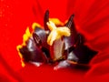 super macro delicate red tulip flower with pistil details