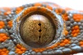 Super macro eye gecko