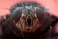 Super macro frint view of the housefly Royalty Free Stock Photo