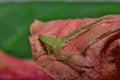 Super macro image of  Green Crab Spider at high magnification Royalty Free Stock Photo