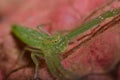 Super macro image of  Green Crab Spider at high magnification Royalty Free Stock Photo