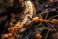Super macro image The group of ants are moving food worms Royalty Free Stock Photo