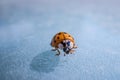 Super macro image of a ladybug, Super macro shot of European seven spot ladybird. Scientific name: Coccinella septempunctata