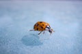 Super macro image of a ladybug, Super macro shot of European seven spot ladybird. Scientific name: Coccinella septempunctata