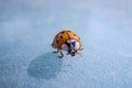 Super macro image of a ladybug, Super macro shot of European seven spot ladybird. Scientific name: Coccinella septempunctata