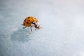 Super macro image of a ladybug, Super macro shot of European seven spot ladybird. Scientific name: Coccinella septempunctata