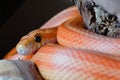 Super macro close up of pet orange corn snakes face and eye Royalty Free Stock Photo