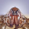 Super macro image of spider, High magnification, Good sharpen and detailed, eye and face very clear Royalty Free Stock Photo