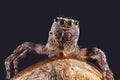 Super macro image of spider, High magnification, Good sharpen and detailed, eye and face very clear Royalty Free Stock Photo