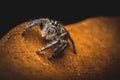 Super macro jumping spider hyllus on dry leaves, Extreme magnification, Spider in thailand Royalty Free Stock Photo