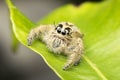 Super Macro Jumping Spider in Tropical Park Royalty Free Stock Photo