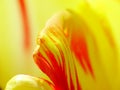 Super macro of a petal of a red and yellow tulip Royalty Free Stock Photo