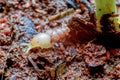 Super macro photo of Baby Snail on soil background. Very Small Animal Concept Royalty Free Stock Photo