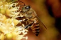 Super macro photo of bee with yellow betel nut flower background Royalty Free Stock Photo