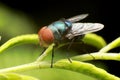 Super Macro Photo of Blow fly, carrion fly, bluebottles or cluster fly, on green trees branch background. Animal wildlife concept Royalty Free Stock Photo