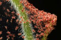 Super macro photo closeup of group of Red Spider Mite infestation on vegetable. Insect concept Royalty Free Stock Photo