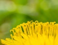 Super macro dandelion yellow flower with pistil details Royalty Free Stock Photo