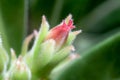 Super Macro Photo of Desert rose flower bud or Adenium flower buds in green nature background Royalty Free Stock Photo