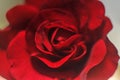 Super macro photo of flower.Red Rose Royalty Free Stock Photo