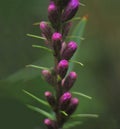 Super macro photo of garden flower Royalty Free Stock Photo