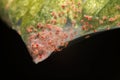 Super macro photo group of Red Spider Mite infestation on vegetable. Insect concept