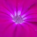 Super macro photo of a mauve floweret Royalty Free Stock Photo
