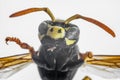 Super macro photo of a wasp with detailed traits of its head Royalty Free Stock Photo