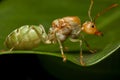 Super macro photo of Weaver ants queen on green leaf background