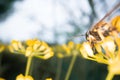 Super macro photography of a flower Royalty Free Stock Photo