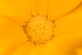Super macro photography of a flower Royalty Free Stock Photo