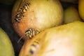 Super macro photography of wasps on apples, Wesp eats some apple macro photography Royalty Free Stock Photo