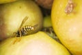 Super macro photography of wasps on apples, Wesp eats some apple macro photography Royalty Free Stock Photo