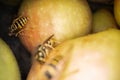 Super macro photography of wasps on apples, Wesp eats some apple macro photography Royalty Free Stock Photo