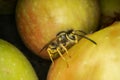 Super macro photography of wasps on apples, Wesp eats some apple macro photography Royalty Free Stock Photo