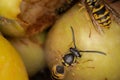 Super macro photography of wasps on apples, Wesp eats some apple macro photography Royalty Free Stock Photo