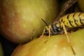 Super macro photography of wasps on apples, Wesp eats some apple macro photography Royalty Free Stock Photo
