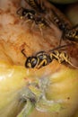 Super macro photography of wasps on apples, Wesp eats some apple macro photography Royalty Free Stock Photo