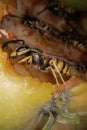 Super macro photography of wasps on apples, Wesp eats some apple macro photography Royalty Free Stock Photo