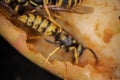 Super macro photography of wasps on apples, Wesp eats some apple macro photography Royalty Free Stock Photo