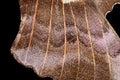 1 - Super macro, poplar hawk moth wing, abstract background texture Royalty Free Stock Photo