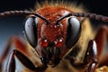 Super macro portrait of a wasp on a black background. ai generated Royalty Free Stock Photo