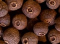 Super macro shot of  allspice  dry pepper in detail very close. food spice background. Royalty Free Stock Photo