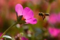 Super macro shot of bee eating honey in sweet daisy flower Royalty Free Stock Photo