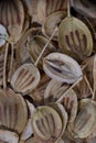 super macro shot of exotic dry hogweed seeds from Iran in details very close