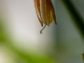 Super macro shot of a flower with a dew drop. Stamen and pistil. Botanical background Royalty Free Stock Photo