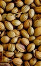 super macro shot of indian large coriander in detail very close. spice food background. Royalty Free Stock Photo