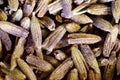 Super macro shot of lavanda from France in detail very close. ideal backgroung