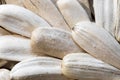 super macro shot of long white sunflower seeds with salt on from Turkey very close in detail isolated on a white Royalty Free Stock Photo