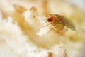 Super macro shot tiny fruit fly on the top of a banana Royalty Free Stock Photo